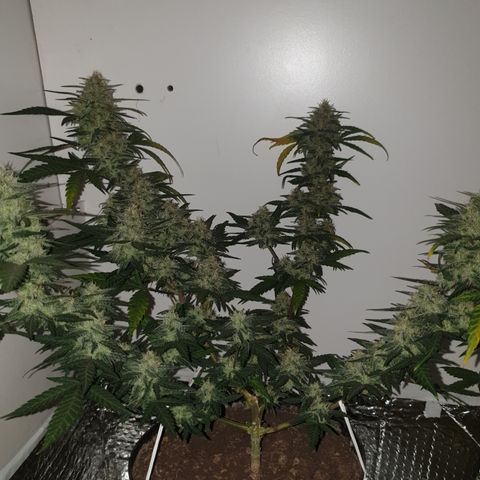 Purple kush 2 2024 growlog timeline photo