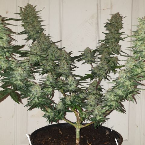 Purple kush 2 2024 growlog timeline photo