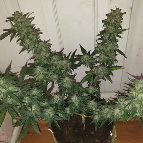 Purple kush 2 2024 growlog timeline photo