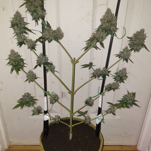 Amnesia 1 2024 growlog timeline photo