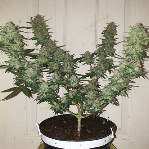 Purple kush 2 2024 growlog timeline photo