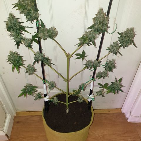 Amnesia 1 2024 growlog timeline photo