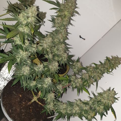 Purple kush 2 2024 growlog timeline photo