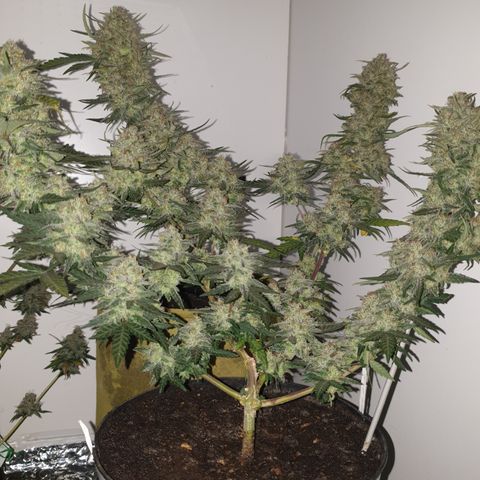 Purple kush 2 2024 growlog timeline photo