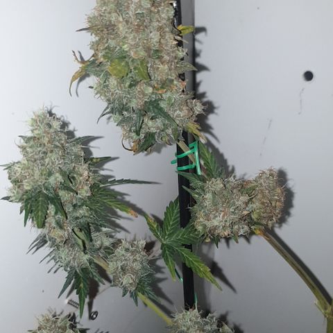Amnesia 1 2024 growlog timeline photo