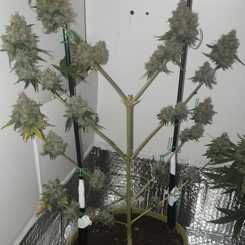 Amnesia 1 2024 growlog timeline photo