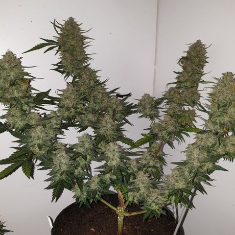 Purple kush 2 2024 growlog timeline photo