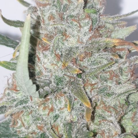 Purple kush 2 2024 growlog timeline photo