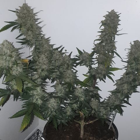 Purple kush 2 2024 growlog timeline photo