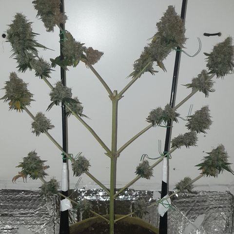 Amnesia 1 2024 growlog timeline photo