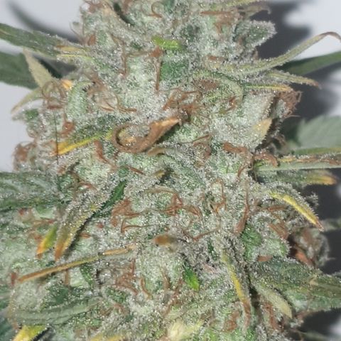Purple kush 2 2024 growlog timeline photo