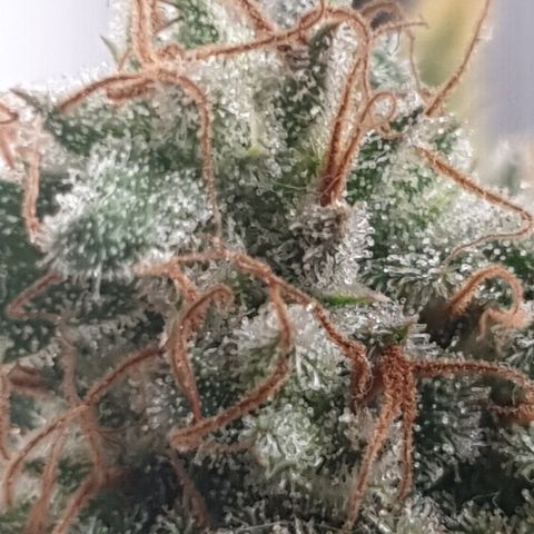 Purple kush 2 2024 growlog timeline photo