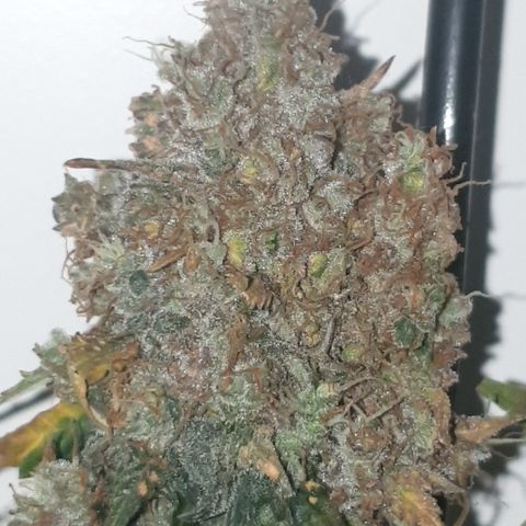 Amnesia 1 2024 growlog timeline photo