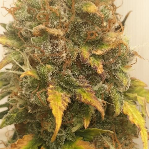 Amnesia 1 2024 growlog timeline photo