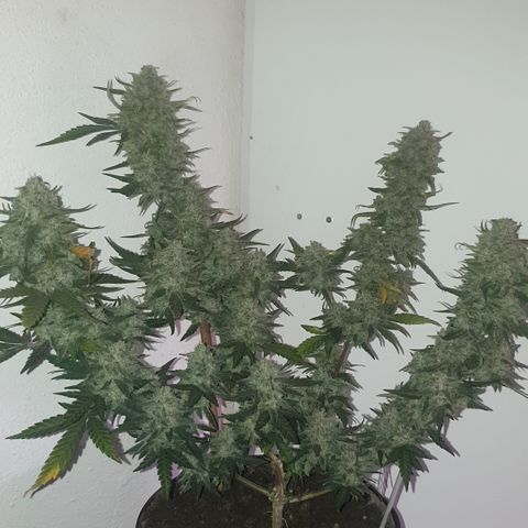 Purple kush 2 2024 growlog timeline photo