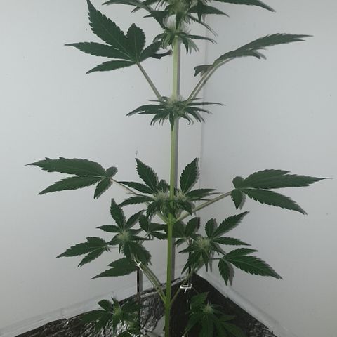 Red poison 1 2024 growlog timeline photo