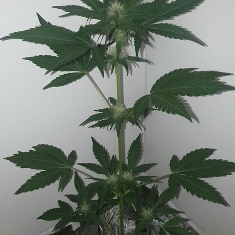 Red poison 1 2024 growlog timeline photo