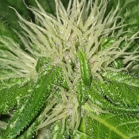 Red poison 1 2024 growlog timeline photo