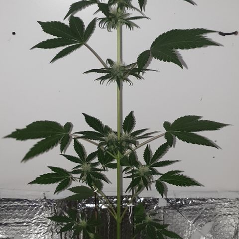 Red poison 1 2024 growlog timeline photo