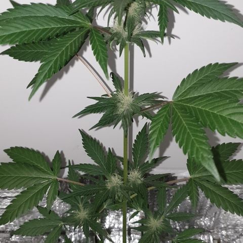 Red poison 1 2024 growlog timeline photo