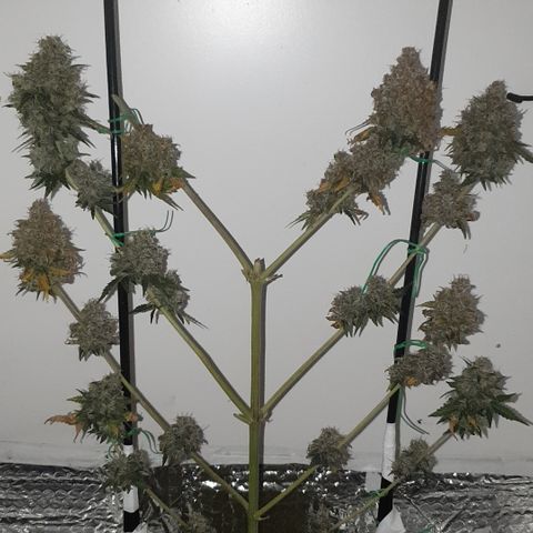 Amnesia 1 2024 growlog timeline photo