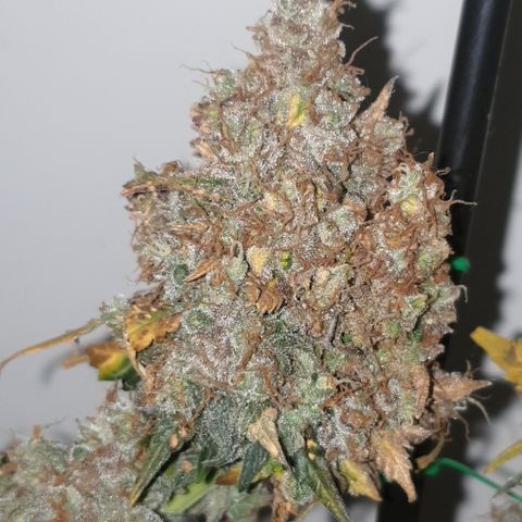 Amnesia 1 2024 growlog timeline photo