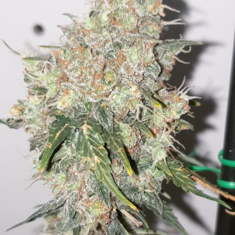 Amnesia 1 2024 growlog timeline photo