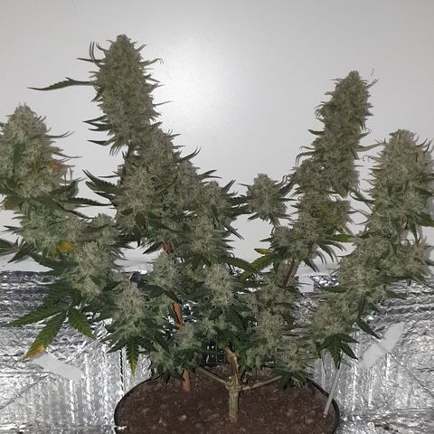 Purple kush 2 2024 growlog timeline photo