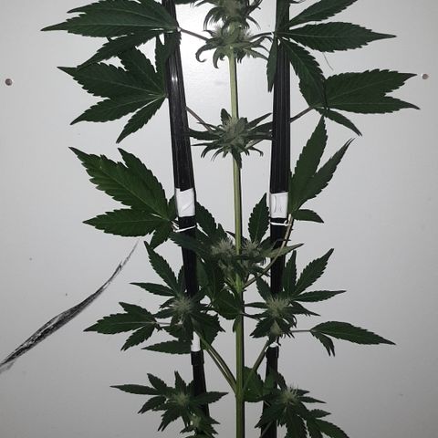 Red poison 1 2024 growlog timeline photo