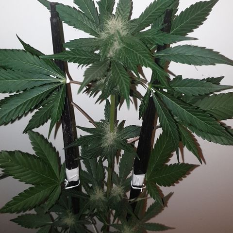 Red poison 1 2024 growlog timeline photo