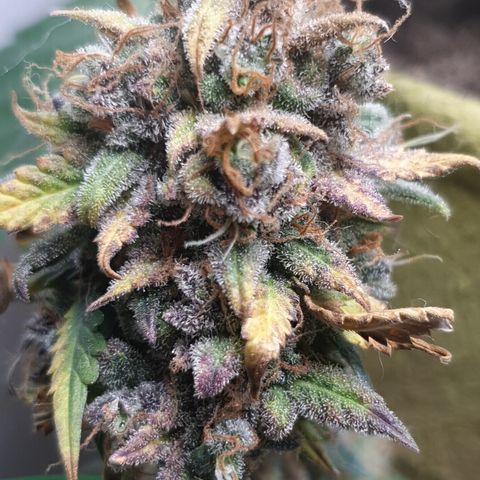 Amnesia 1 2024 growlog timeline photo