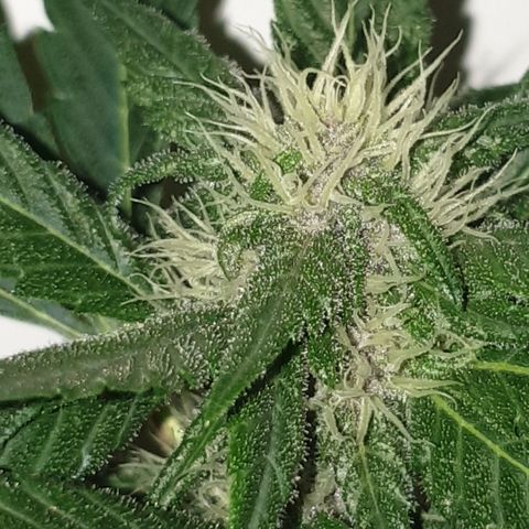 Red poison 1 2024 growlog timeline photo