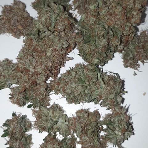 Amnesia 1 2024 growlog timeline photo