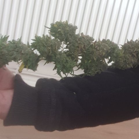 Purple kush 2 2024 growlog timeline photo