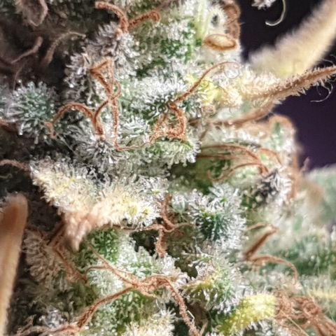 Purple kush 2 2024 growlog timeline photo