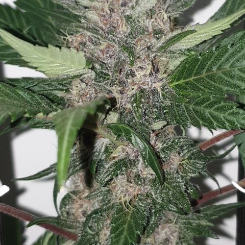 Red poison 1 2024 growlog timeline photo