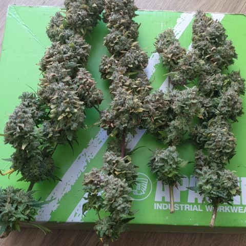 Purple kush 2 2024 growlog timeline photo