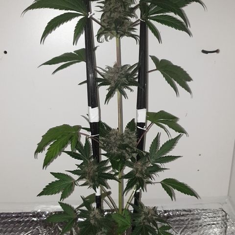 Red poison 1 2024 growlog timeline photo