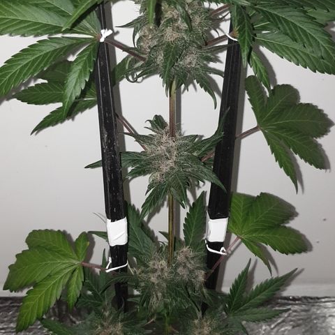 Red poison 1 2024 growlog timeline photo