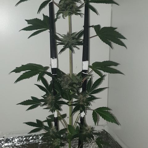 Red poison 1 2024 growlog timeline photo