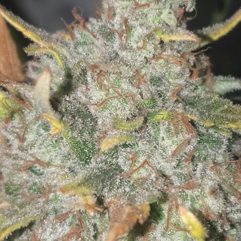 Purple kush 2 2024 growlog timeline photo