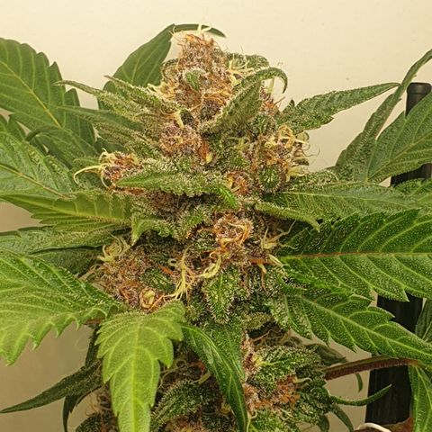 Red poison 1 2024 growlog timeline photo