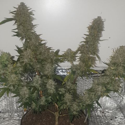 Purple kush 2 2024 growlog timeline photo