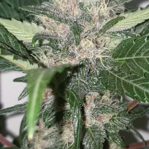 Red poison 1 2024 growlog timeline photo