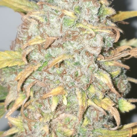 Purple kush 2 2024 growlog timeline photo