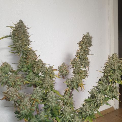 Purple kush 2 2024 growlog timeline photo
