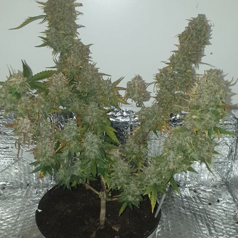 Purple kush 2 2024 growlog timeline photo
