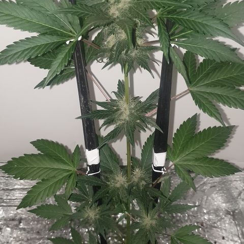 Red poison 1 2024 growlog timeline photo