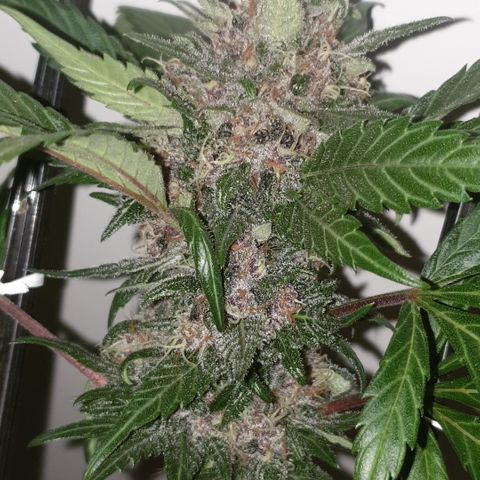 Red poison 1 2024 growlog timeline photo