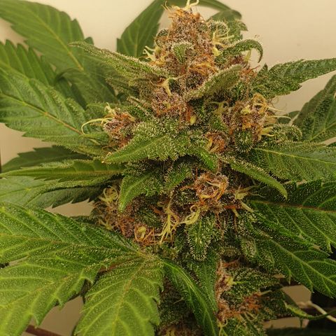 Red poison 1 2024 growlog timeline photo